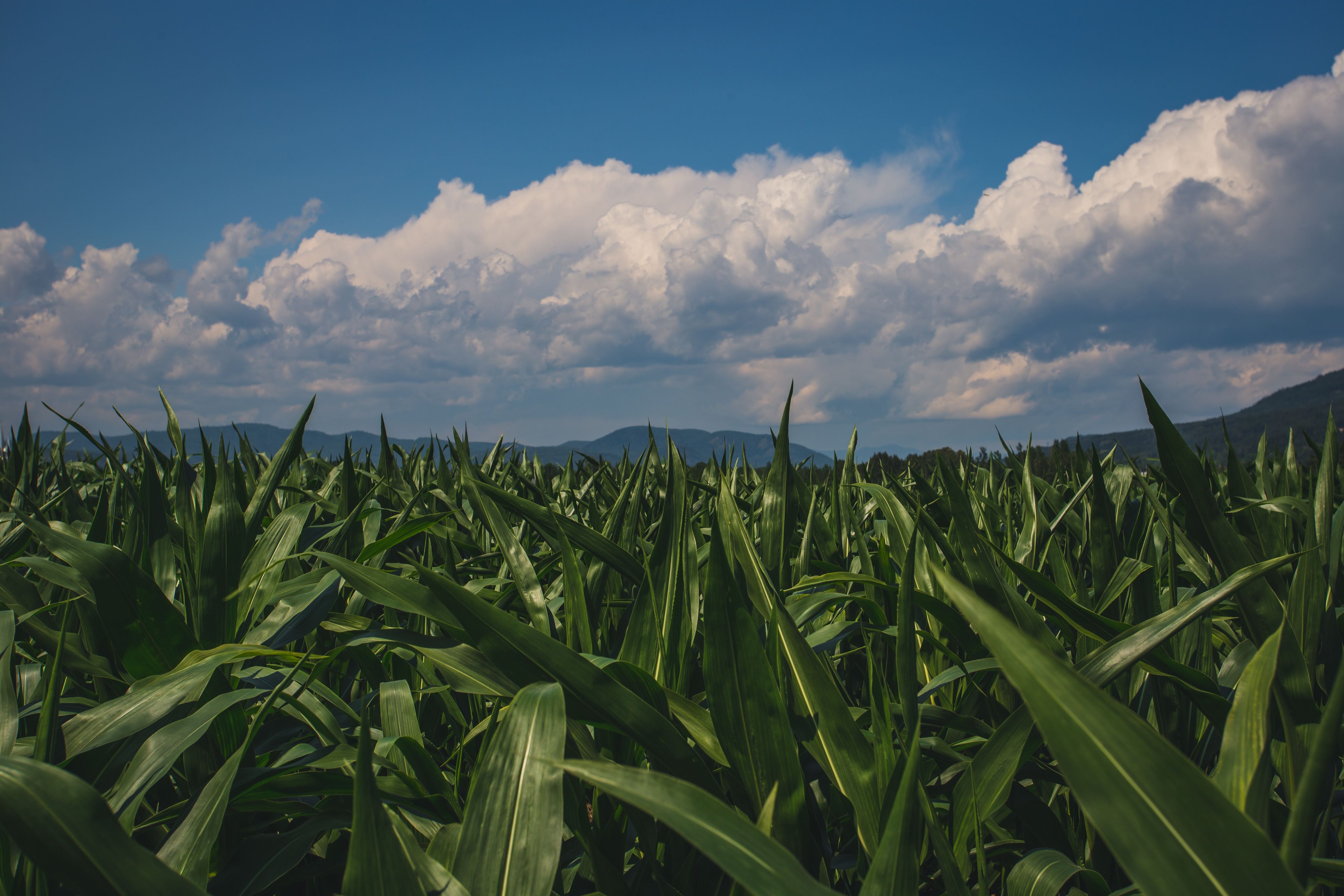 Sugar Cane Field